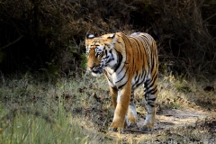Jeune tigresse - Corbet (Inde)