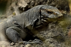 Iguane au soleil