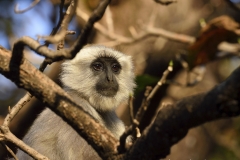 Singe Langur