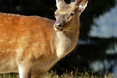 Cerf au lever de soleil