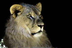Jeune lion aux aguets