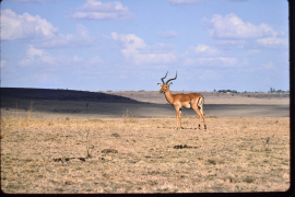 Antilope